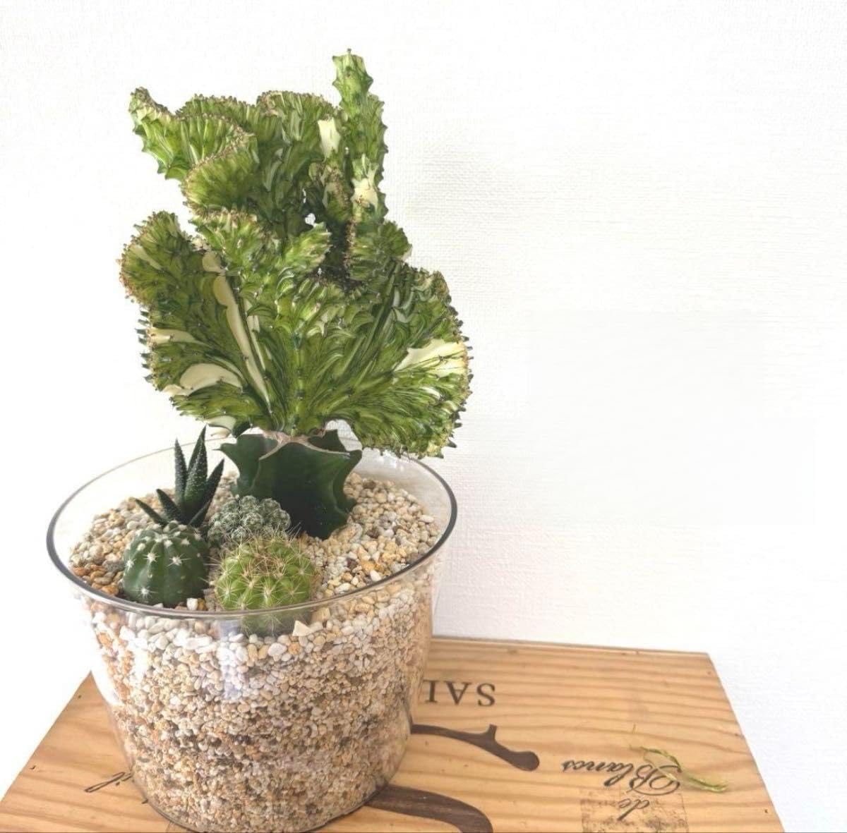 五葉松（盆栽）持ち込み古い 五葉松の盆栽を買う前に、知って欲しい3